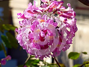 Foreground of a pink flower