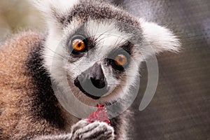 The foreground of a ring-tailed lemur