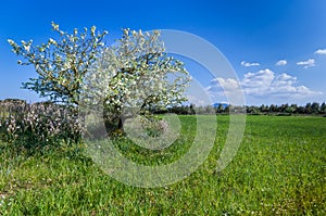 On foreground a savage pear tree in a field in full spring bloom