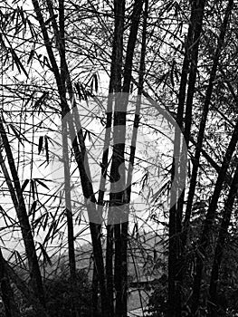 Foreground Shadows of Serenity: Bamboo Ballet Under the Skies