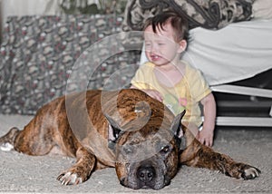 in the foreground, a Staffordshire terrier lying on the carpet and a little girl crying in the background