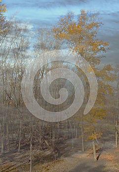 Foreground tree has yellow leaves. Others have dropped their foliage. See the mysterious fog moving in the woods.