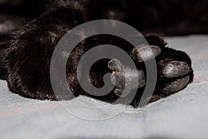 Close-up of the paws of a black cat photo