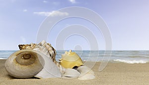 The foreground of a variety of seashells on the sand on the sea background