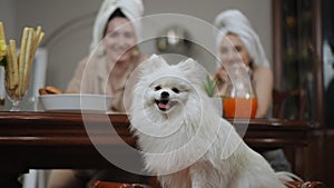 In the foreground, a white Pomeranian Spitz sits on a banquette with armrests, that stands near the table indoors. Two