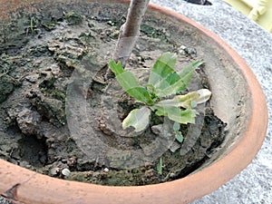 Foreign coriander plant
