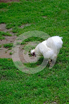A foreign whide chicken bends down its head trying to find something on ground to eat