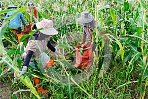 Foreign workers Burmese  Myanmar or Burma  Hire to harvest Sweet corn