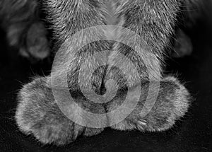The forelegs cat. Paws declawed. Black and white photo.