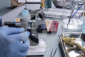 Forensic police analyse golden cord under microscope in crime lab