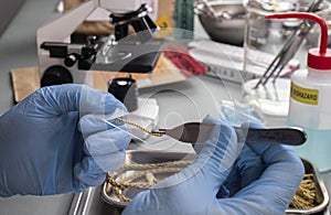 Forensic police analyse golden cord under microscope in crime lab