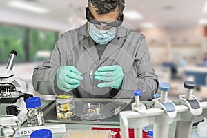 Forensic scientist analyses larvae from a cadaver in a murder case in crime lab