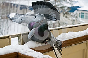 Foreplay and kissing pigeons in winter on the balcony