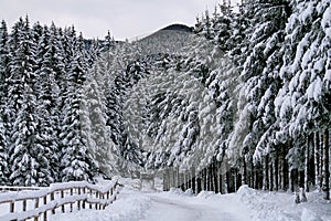 Foreshortening of the snow-covered plateau Cansigl photo