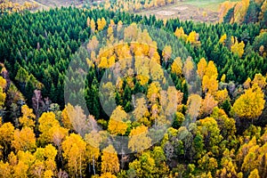 Forest from above