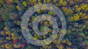 A forest from above with a drone