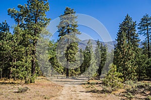 Forest Access Road in San Bernadino Mountains photo