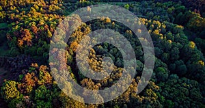 Forest aerial in spring