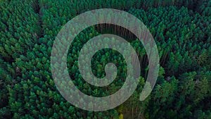 Forest aesthetic wood land aerial scenic view from above
