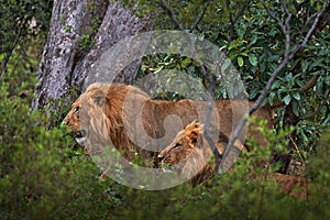 Forest African lion in the nature habitat, green trees, Okavango delta, Botswana in Africa. Two lion in ther green vegetation