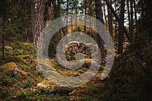 Forest at afternoon during autumn with evergreen trees and mois moss