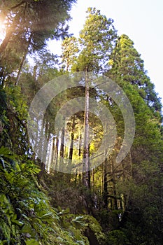 Forest with afternoon sunlight shining through the trees