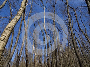 Forest against blue sky