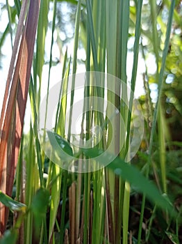 Forest alami from java