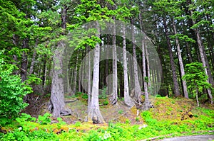 Ancient Forest in Alaska, USA