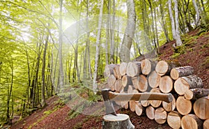 Forest alder and hornbeam trees. Log trunks pile with hatchet for chopping wood logs in front of timber