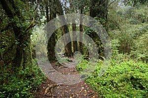 The forest of the Alerce Andino National Park, Chile photo