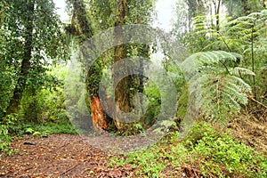 The forest of the Alerce Andino National Park, Chile photo