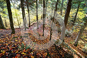 Forest in Algonquin Park, Canada