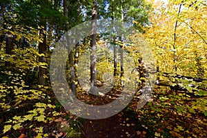 Forest in Algonquin Park, Canada