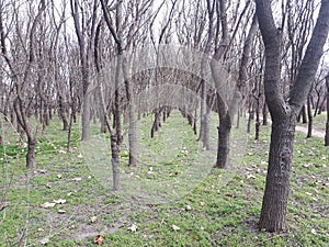 Forest with aligned trees and paths