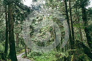 forest in Alishan taiwan,taichung