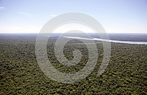 Forest along the Iguazu River, Brazil