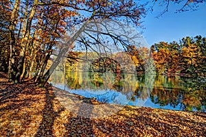 Forest along Lake in the autumn, HDR image