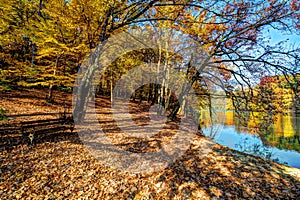 Forest along Lake in the autumn, HDR image