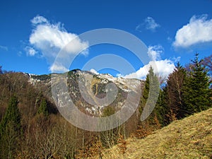 Forest and alpine meadow covered slopes in Kamnik-Savinja alps