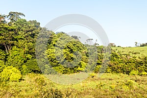 Forest in Amapa state of Braz photo