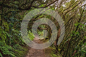 Forest in Anaga rural park, Tenerife photo