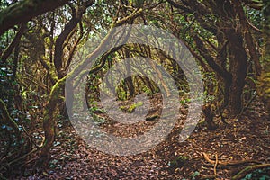 Forest in Anaga rural park, Tenerife photo