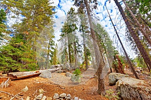 Forest of ancient sequoias in Yosemeti National Park