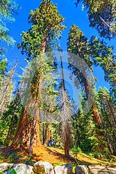 Forest of ancient sequoias in Yosemeti National Park