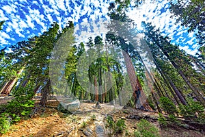 Forest of ancient sequoias in Yosemeti National Park