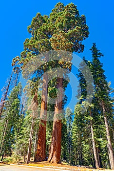 Forest of ancient sequoias in Yosemeti National Park photo