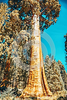 Forest of ancient sequoias in Yosemeti National Park photo