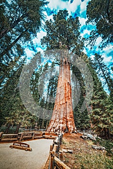Forest of ancient sequoias in Yosemeti National Park photo