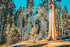 Forest of ancient sequoias in Yosemeti National Park photo